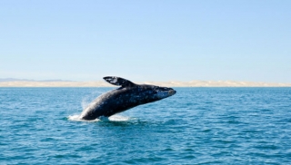 Los reyes del oceano